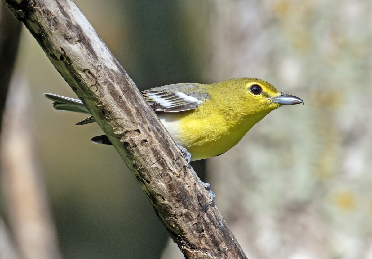 Yellow-throated Vireo - ML641103169