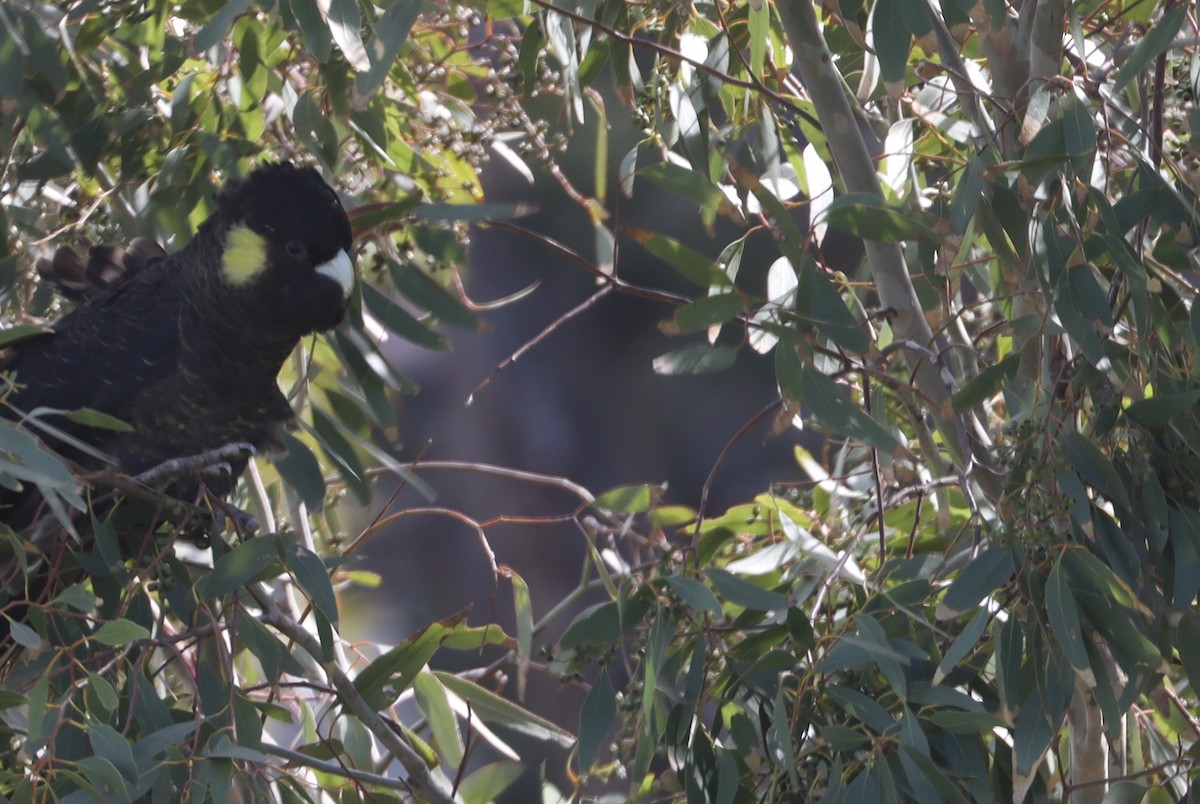 Yellow-tailed Black-Cockatoo - ML641103178