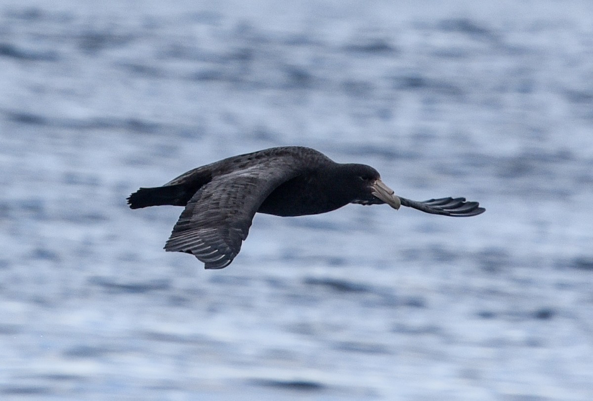 Southern Giant-Petrel - ML641103189