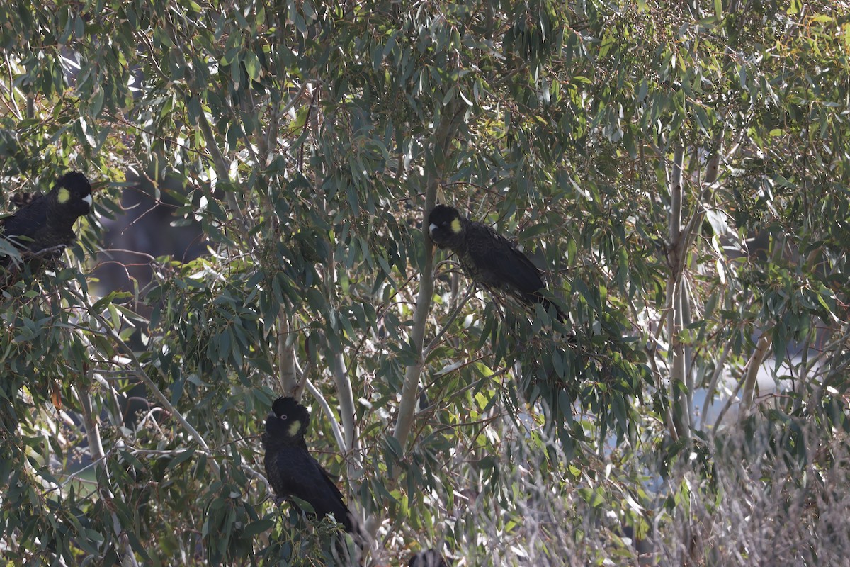Yellow-tailed Black-Cockatoo - ML641103213