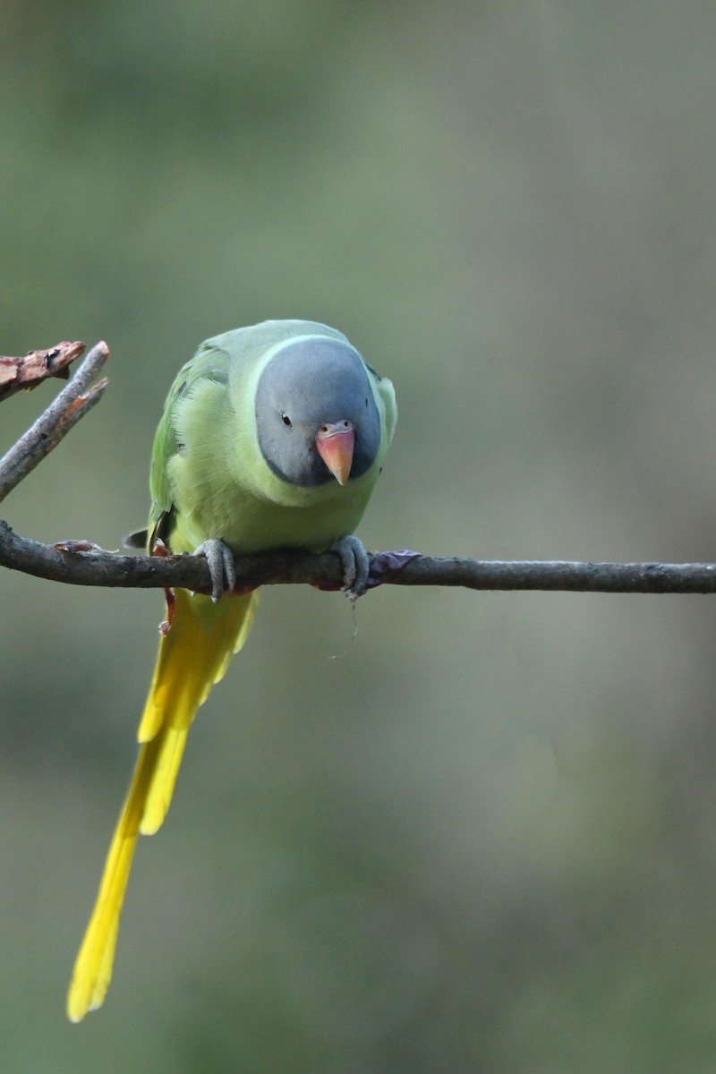 ズグロコセイインコ - ML641103215