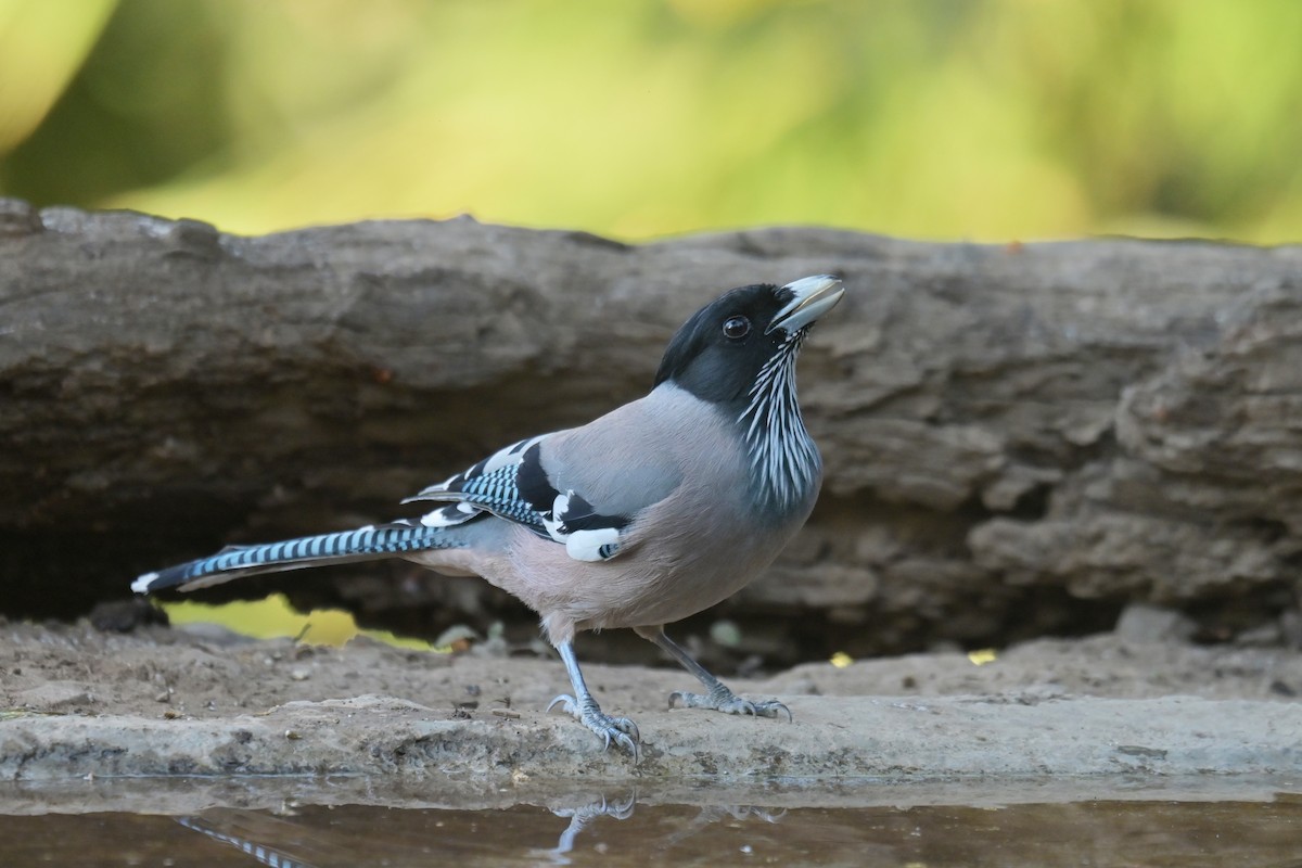 Black-headed Jay - ML641103231
