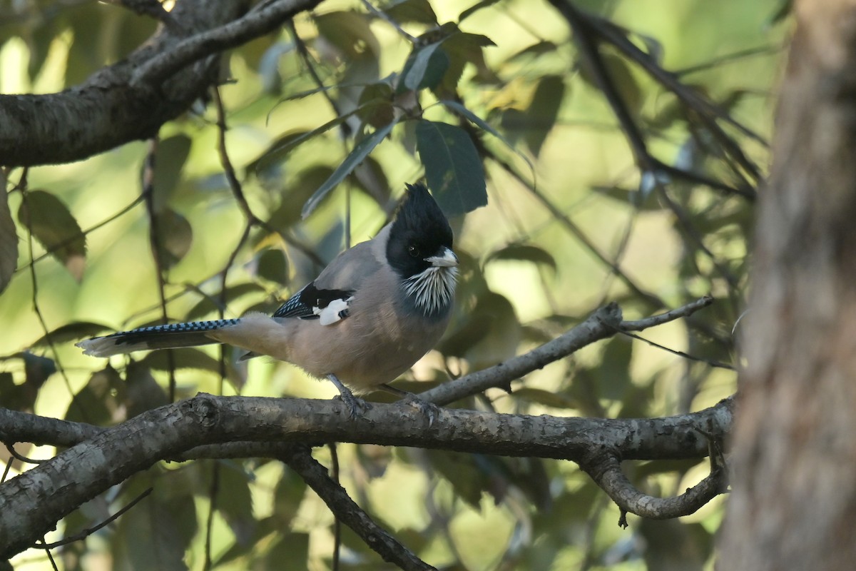 Black-headed Jay - ML641103232
