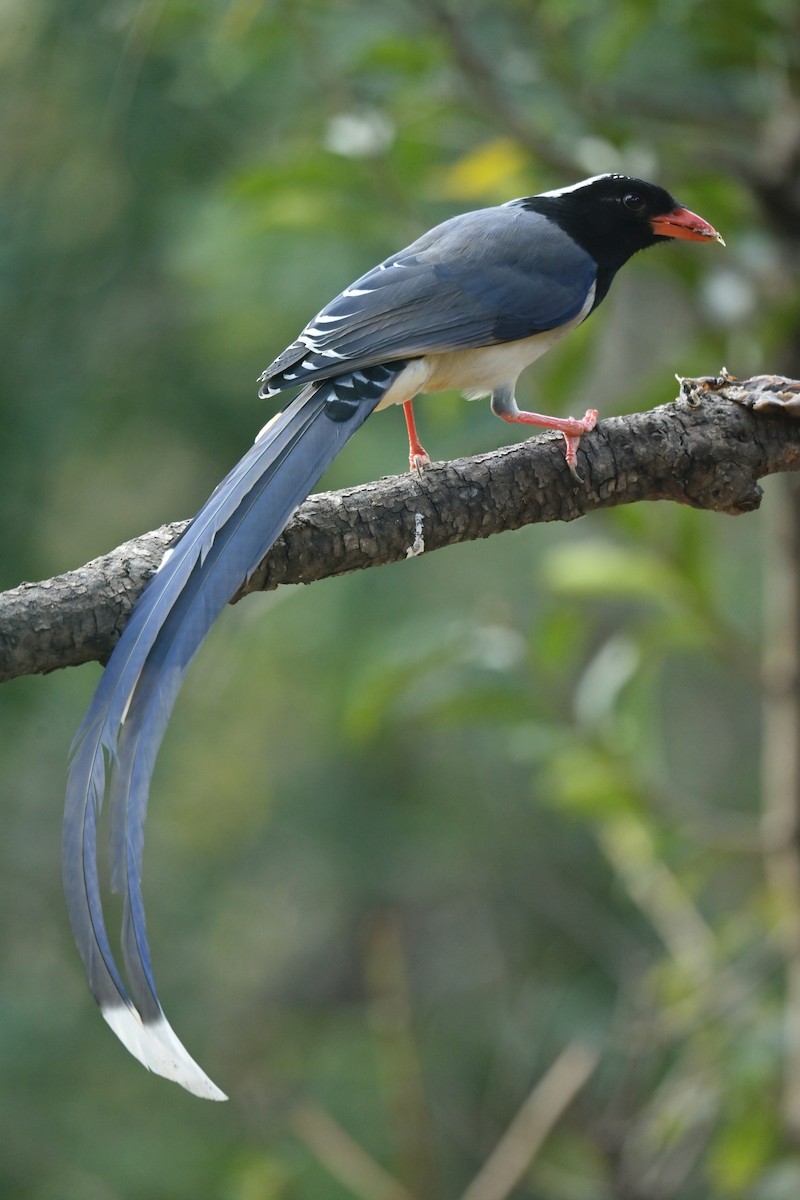 Red-billed Blue-Magpie - ML641103242
