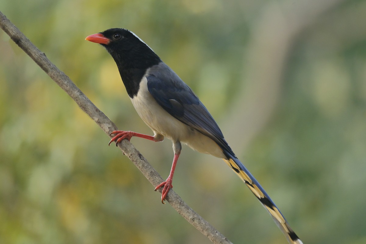 Red-billed Blue-Magpie - ML641103243