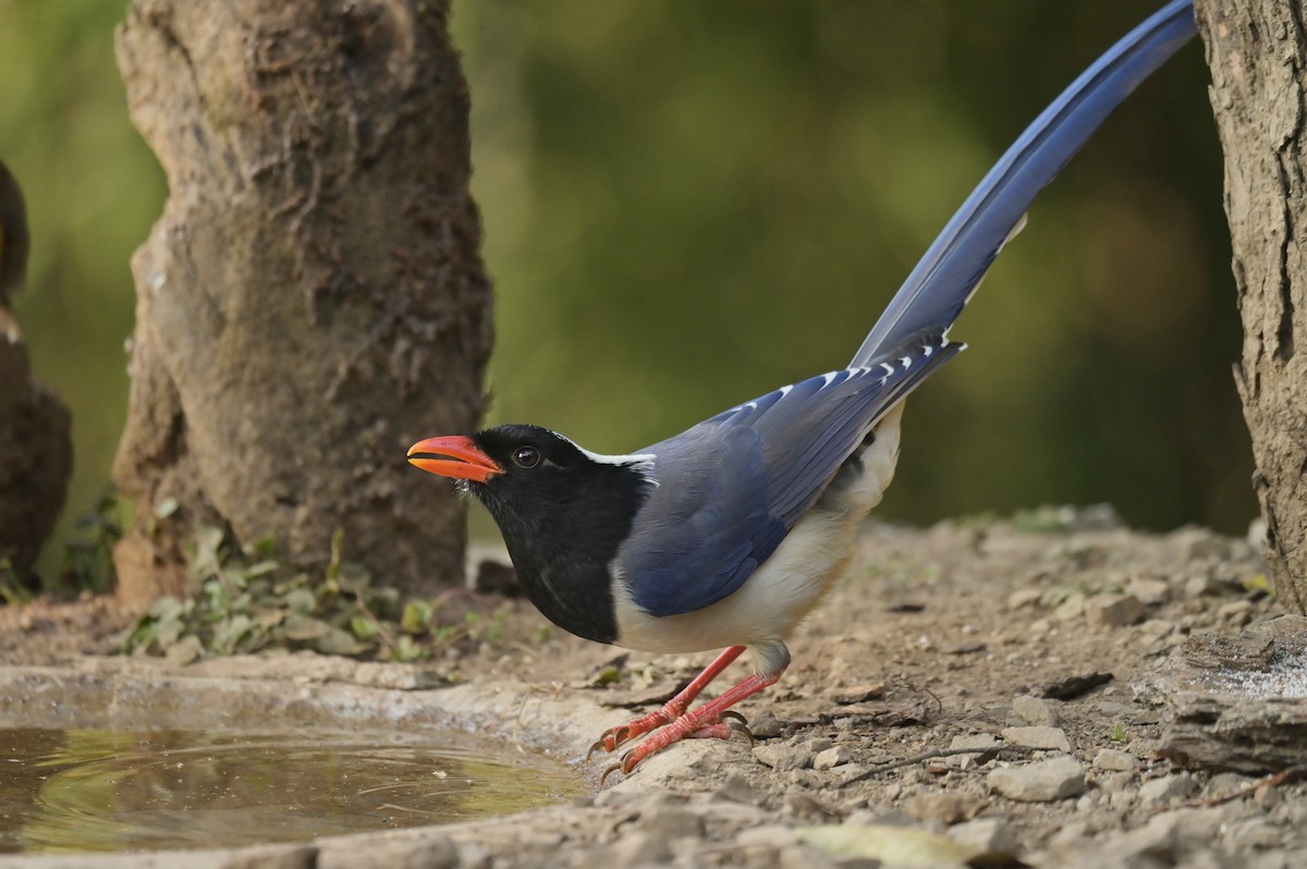 Red-billed Blue-Magpie - ML641103245