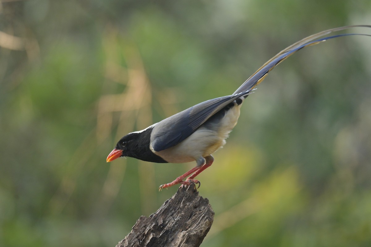 Red-billed Blue-Magpie - ML641103254