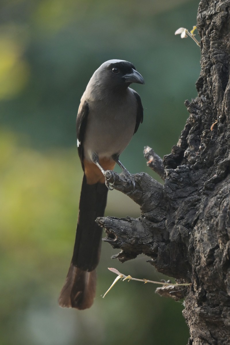 Gray Treepie - ML641103262
