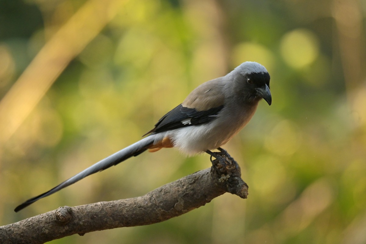 Gray Treepie - ML641103263
