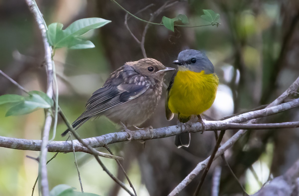 Eastern Yellow Robin - ML641103268