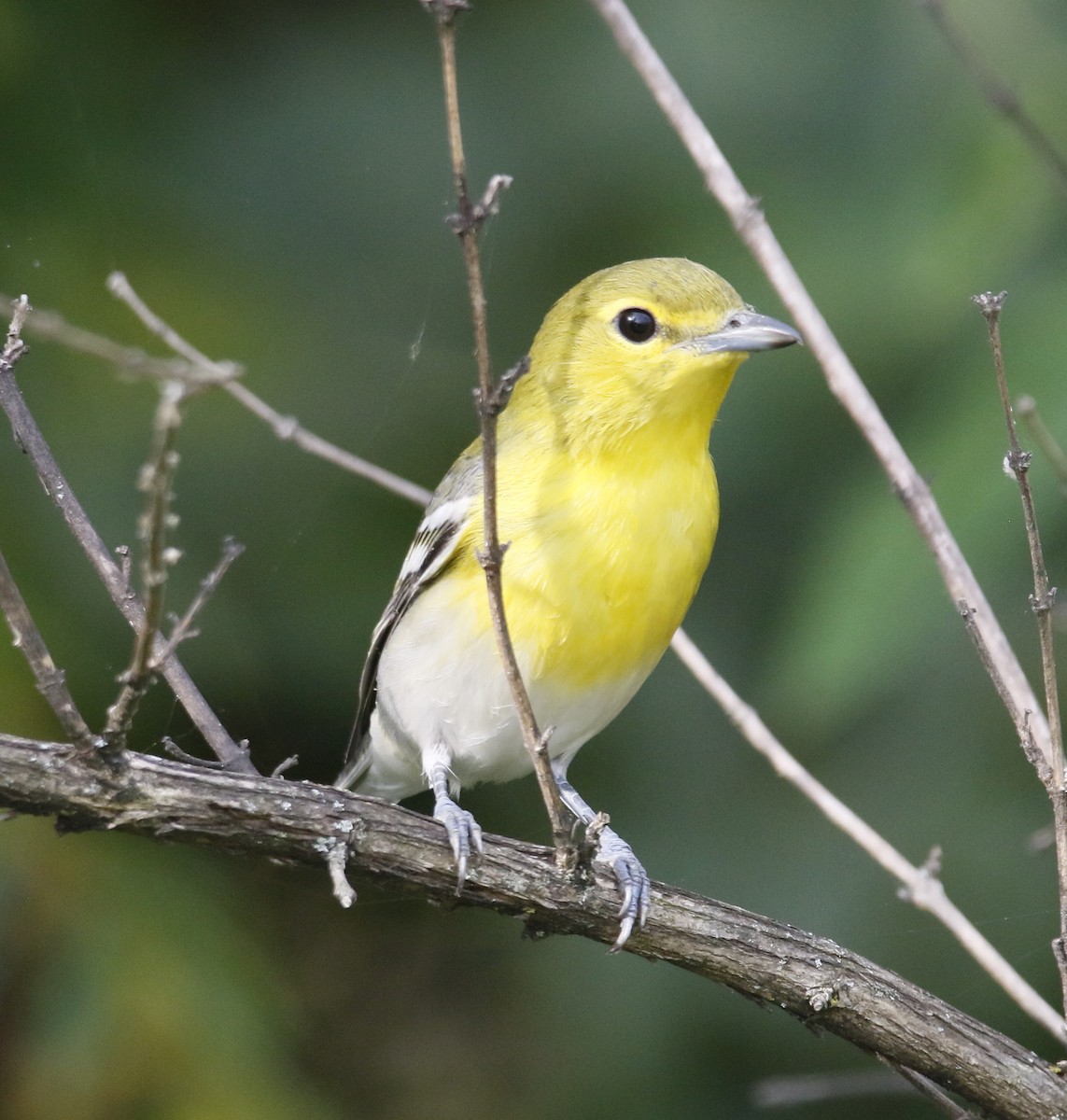 Yellow-throated Vireo - ML641103272