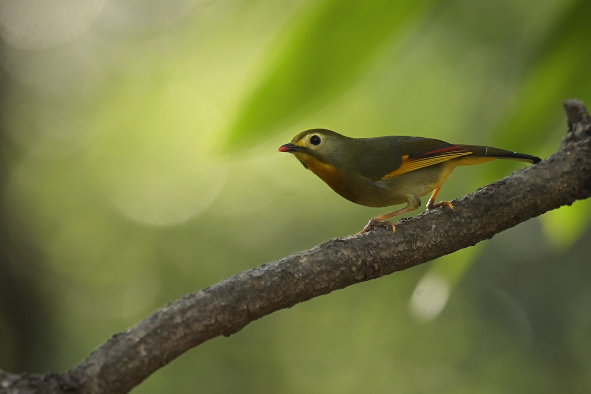 Red-billed Leiothrix - ML641103284