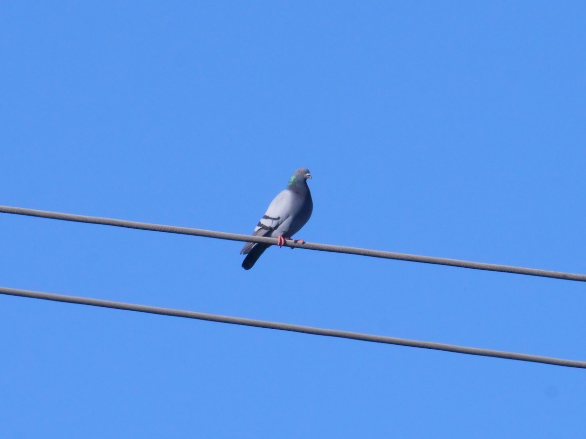 Rock Pigeon (Feral Pigeon) - ML641103288