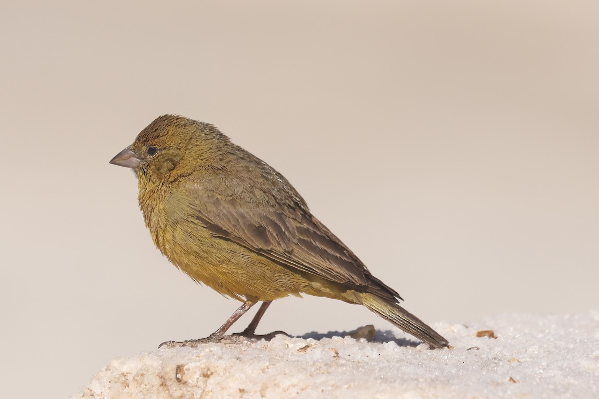 Greenish Yellow-Finch - ML641103311