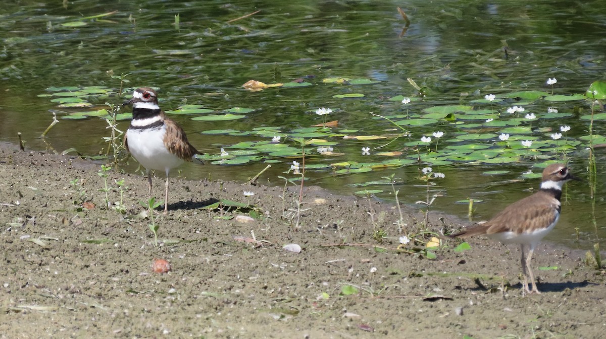 Killdeer - ML641103375