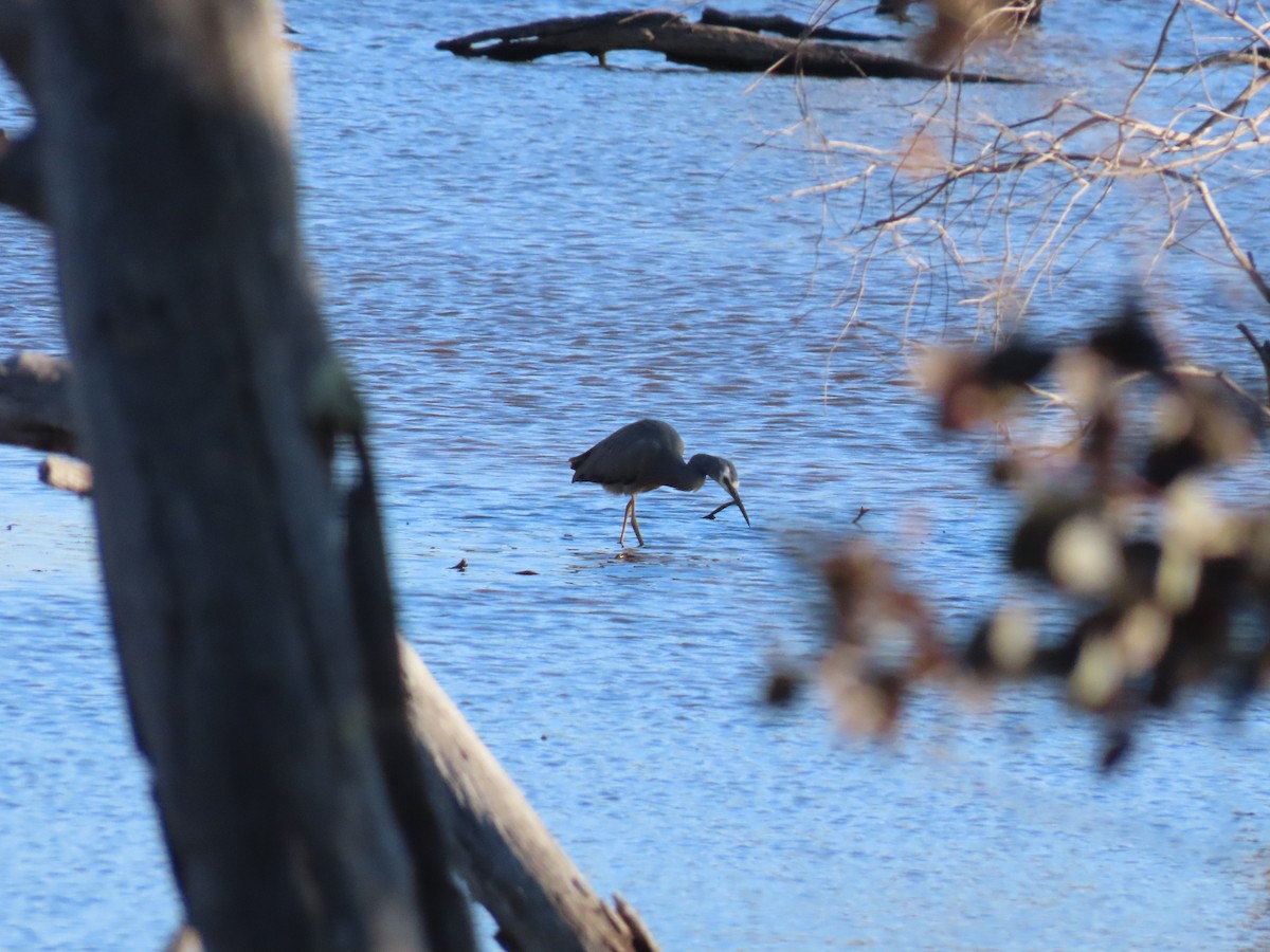 White-faced Heron - ML641103381