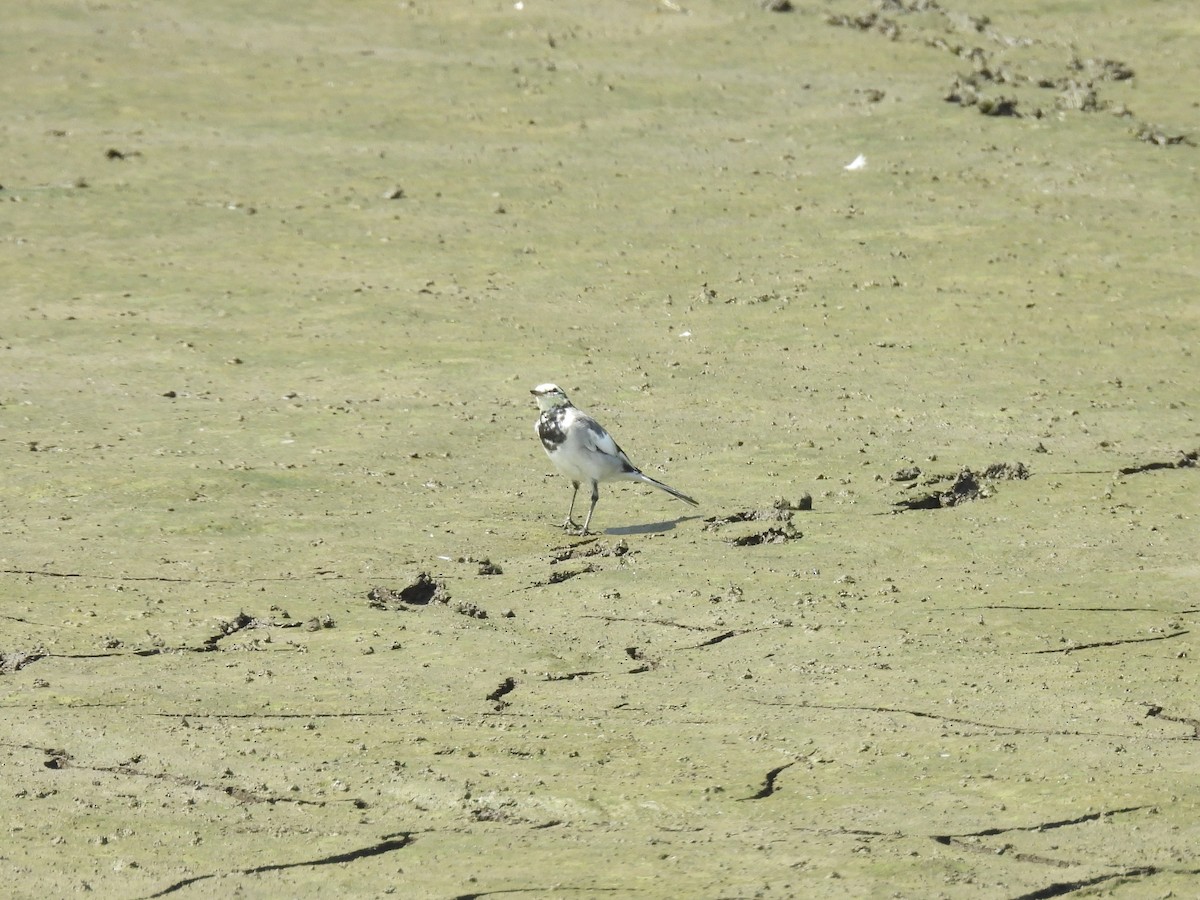 Lavandera Blanca - ML641103387