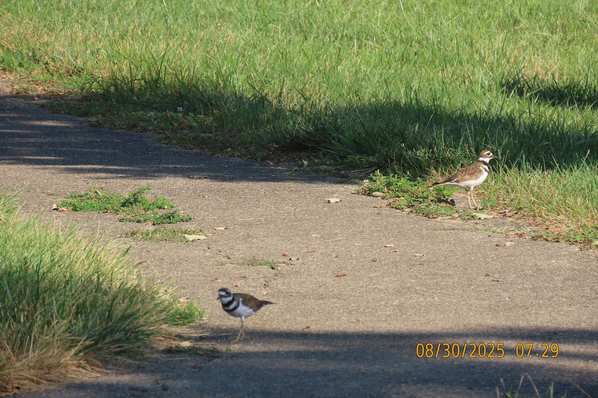 Killdeer - ML641103388