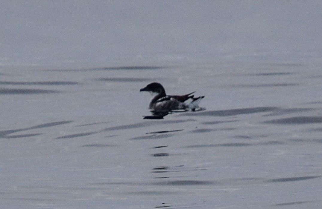 Peruvian Diving-Petrel - ML641103407