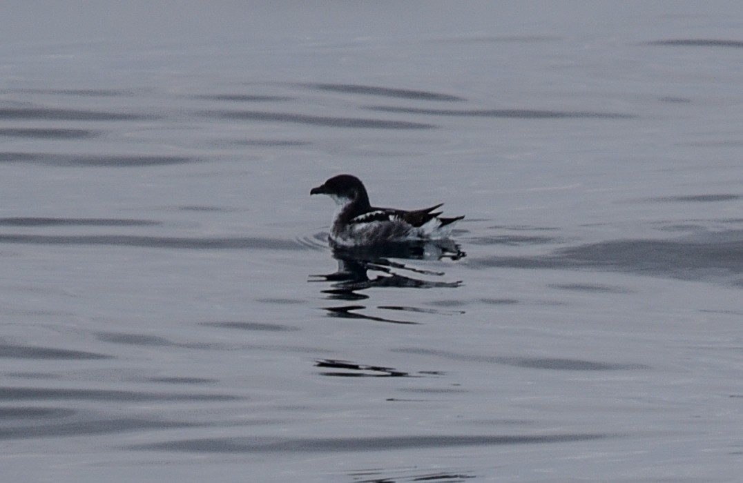 Peruvian Diving-Petrel - ML641103408