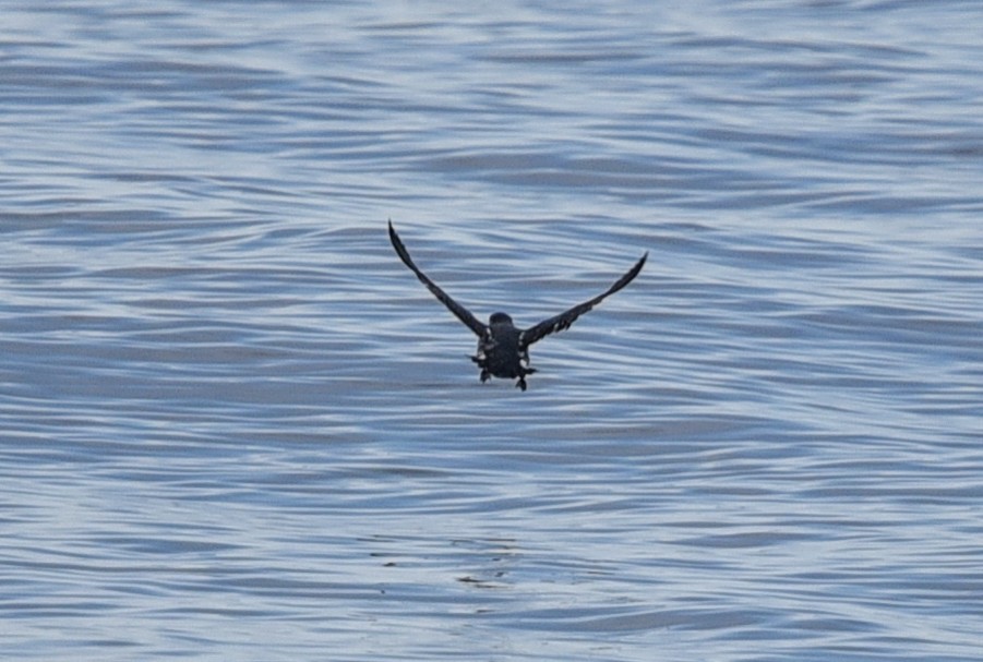 Peruvian Diving-Petrel - ML641103410