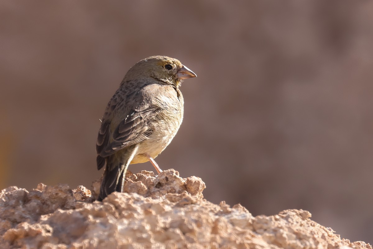Greenish Yellow-Finch - ML641103437