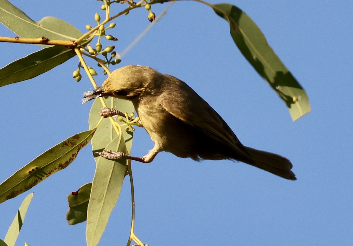 Yellow-tinted Honeyeater - ML641103439
