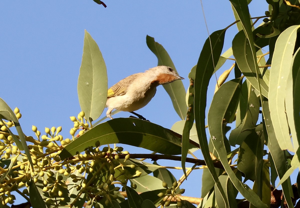 Rufous-throated Honeyeater - ML641103447