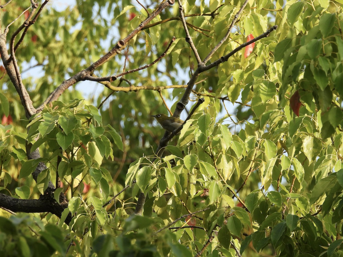 Warbling White-eye - ML641103448