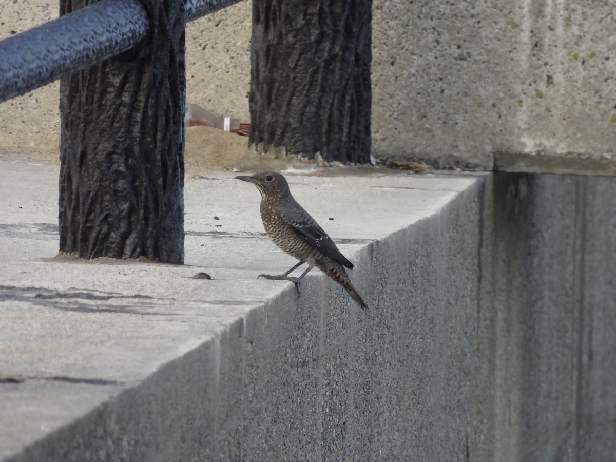 Roquero Solitario - ML641103460