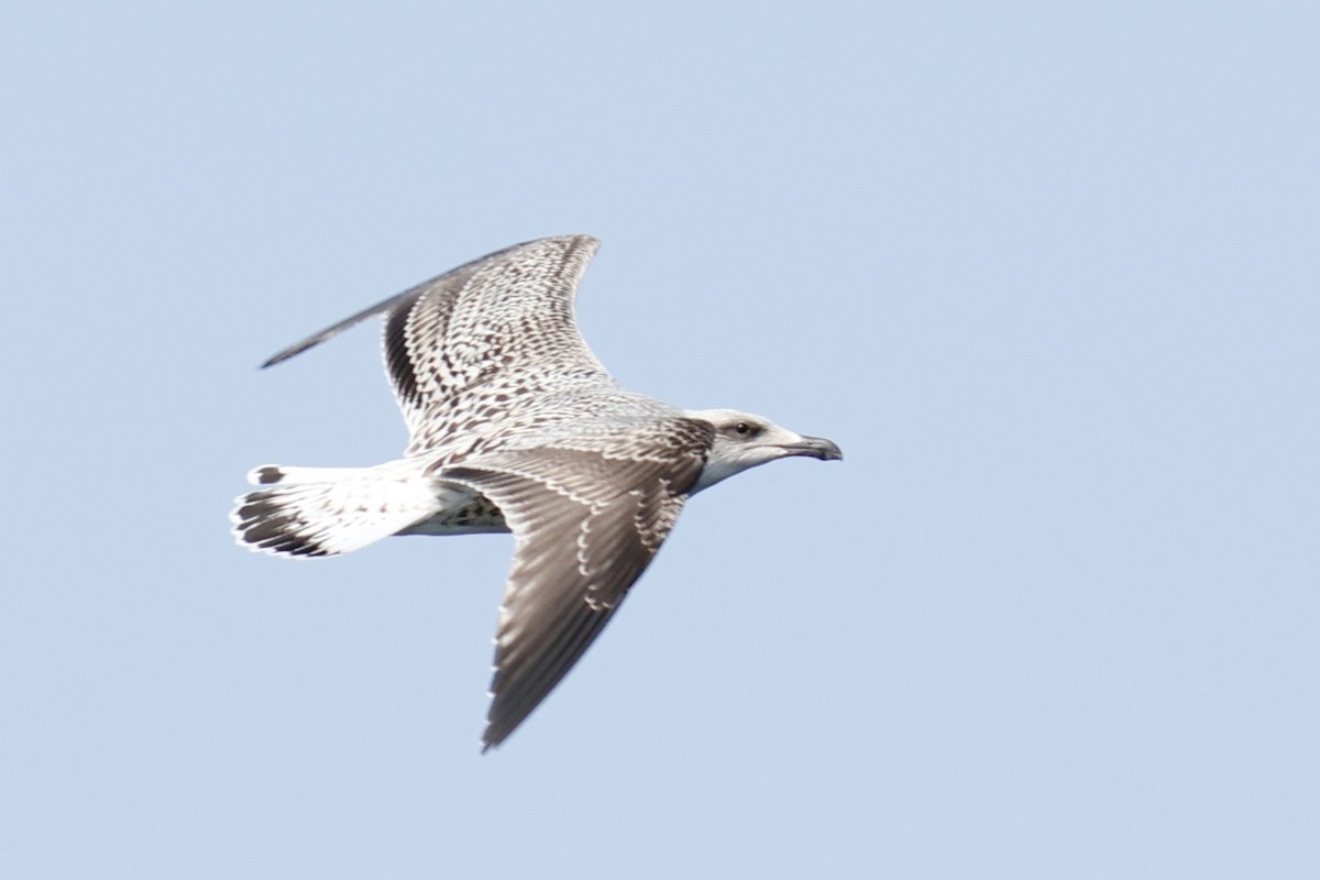 Great Black-backed Gull - ML641103472