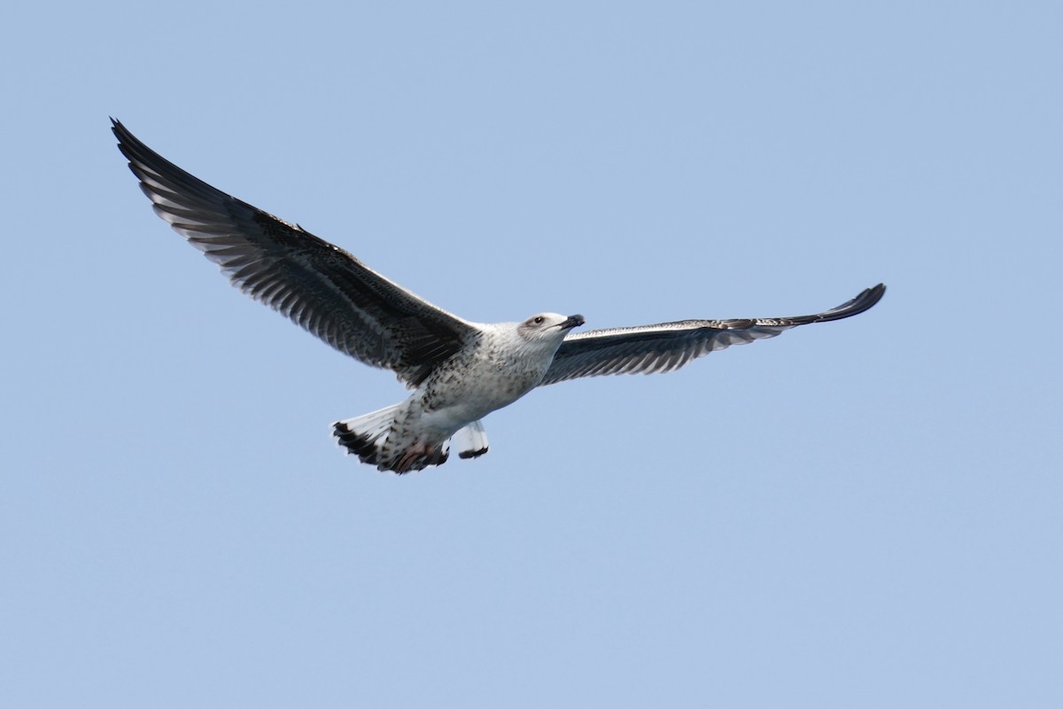 Great Black-backed Gull - ML641103473