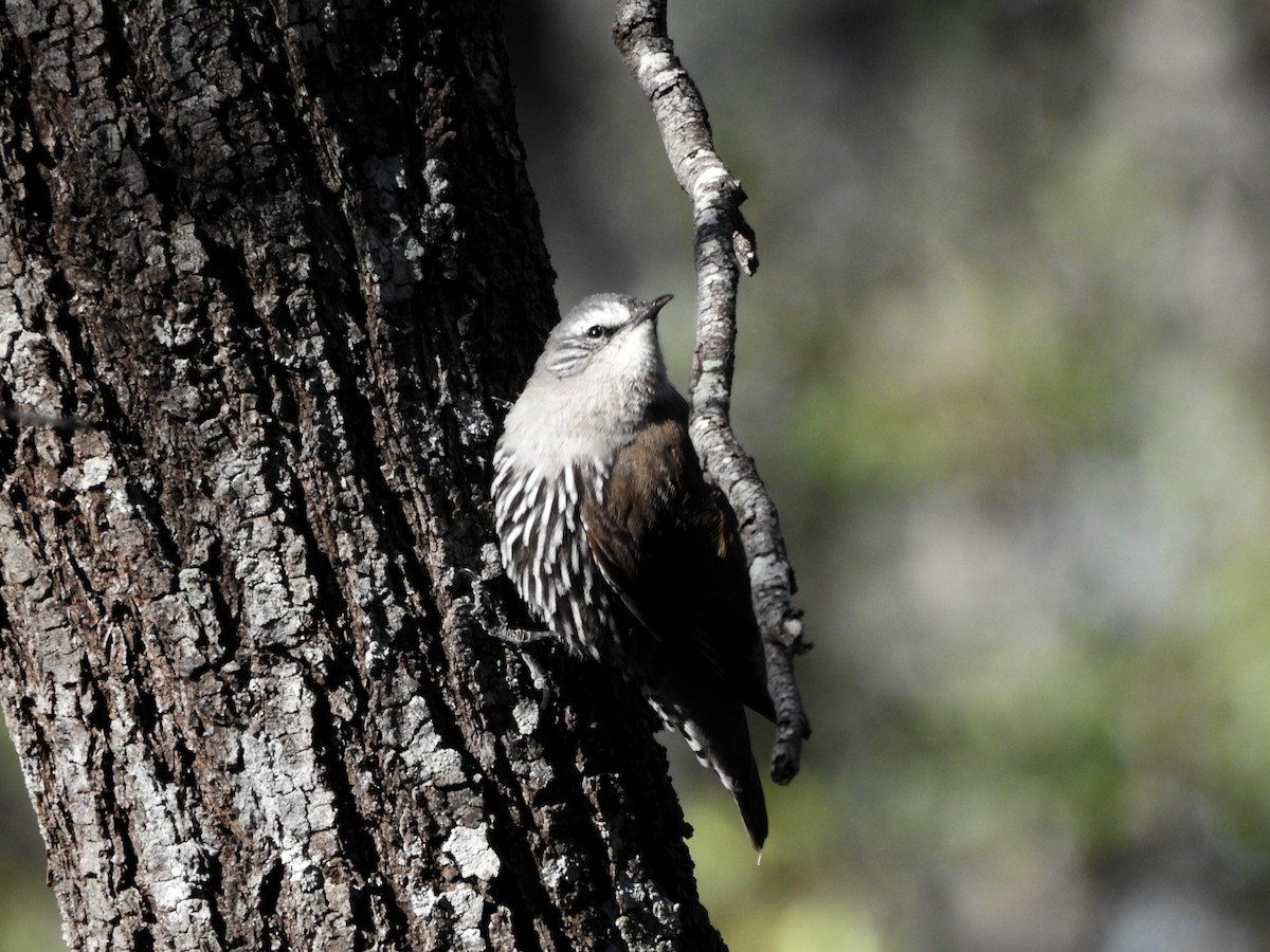 White-browed Treecreeper - ML641103499
