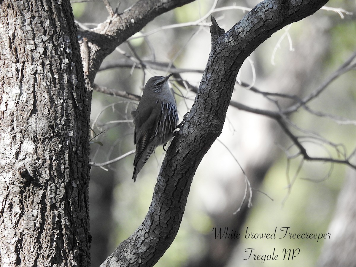 White-browed Treecreeper - ML641103500