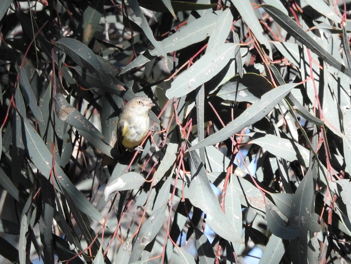 Weebill - ML641103518