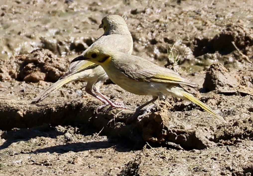 Yellow-tinted Honeyeater - ML641103536