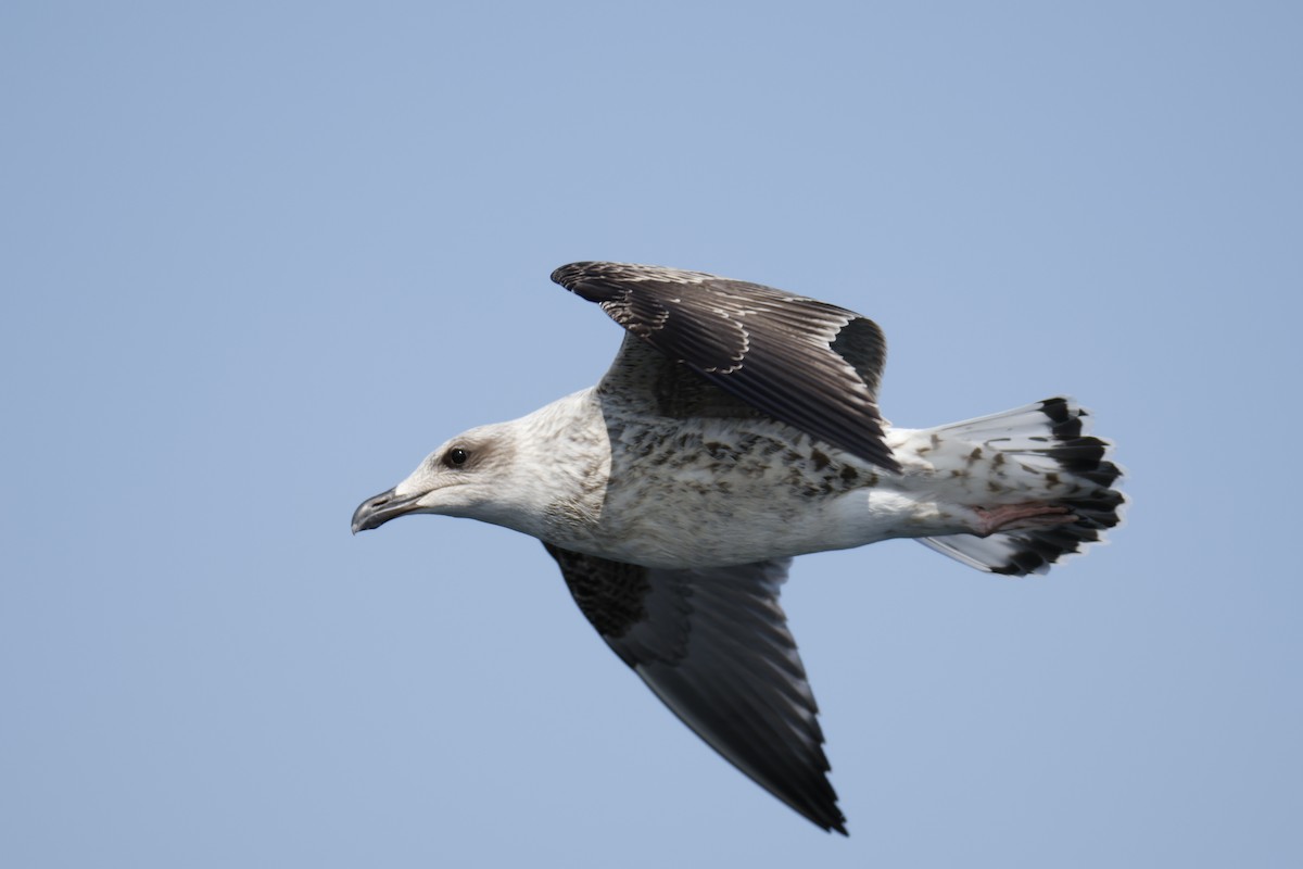 Great Black-backed Gull - ML641103537