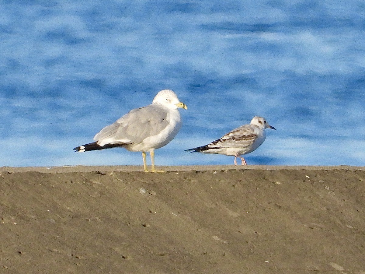 kanadahettemåke - ML641103539