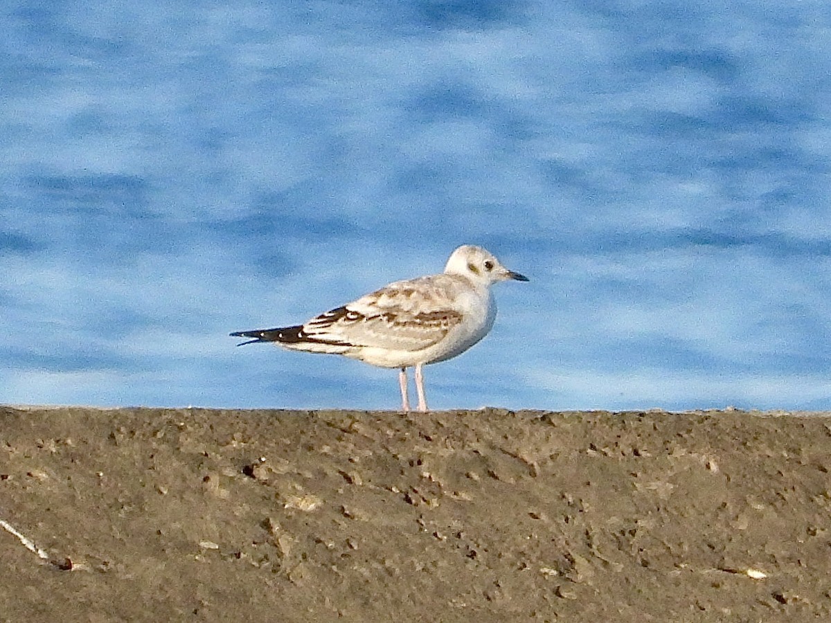 kanadahettemåke - ML641103540