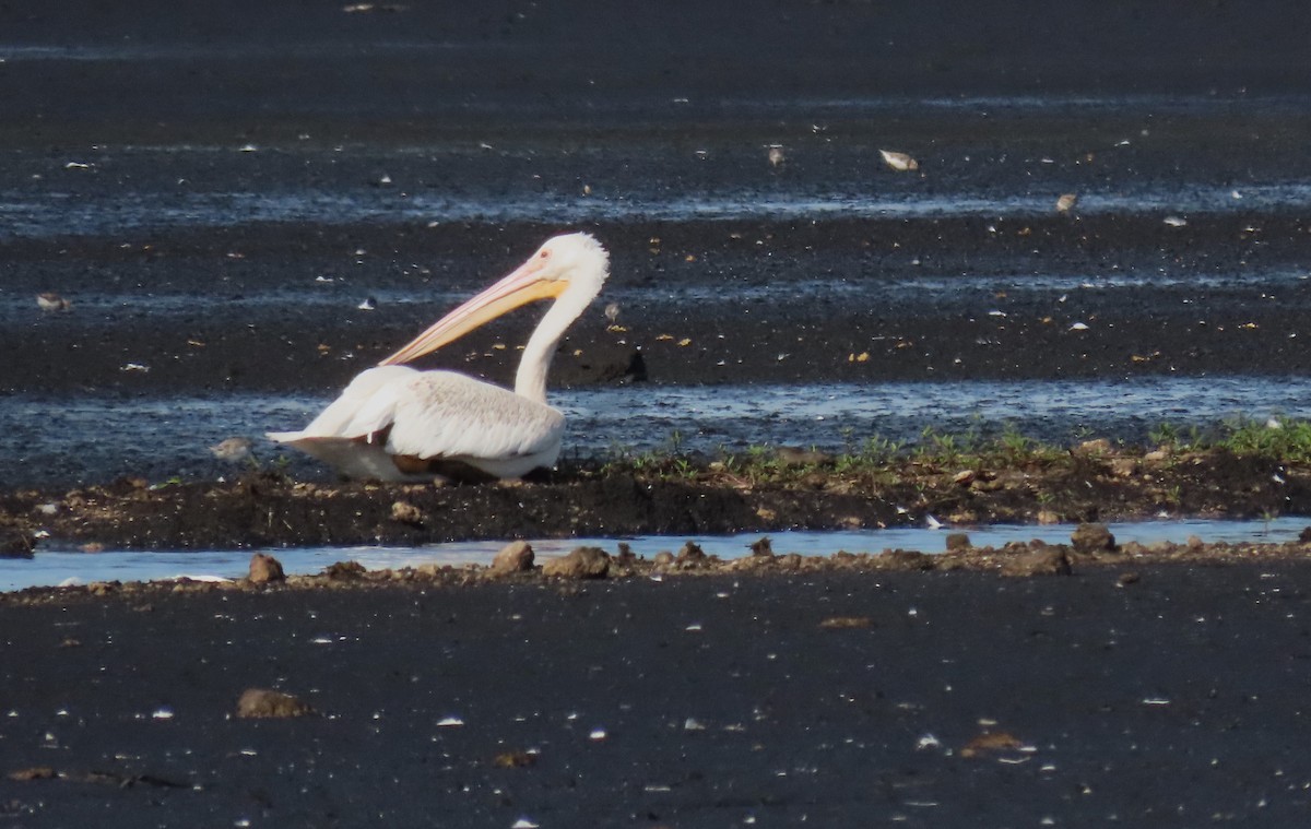 American White Pelican - ML641103545