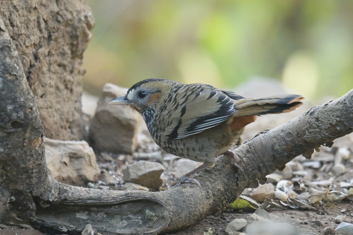 Rufous-chinned Laughingthrush - ML641103552