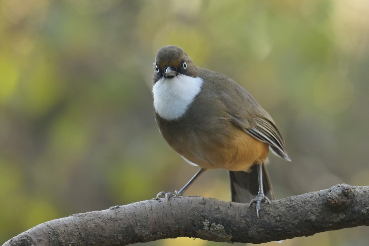 White-throated Laughingthrush - ML641103555