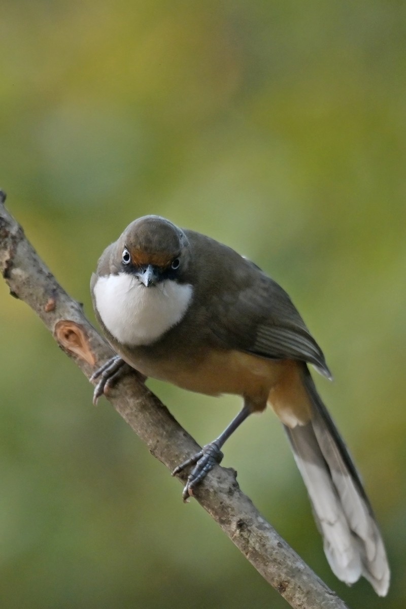 White-throated Laughingthrush - ML641103556