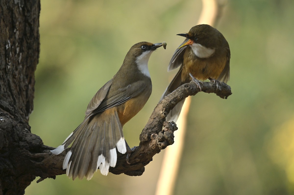 White-throated Laughingthrush - ML641103559