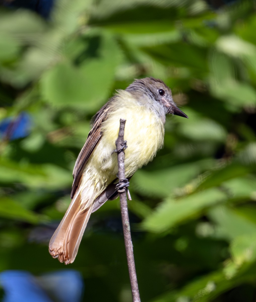 Great Crested Flycatcher - ML641103560