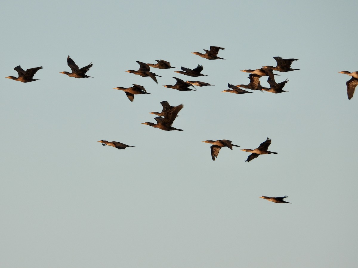 Double-crested Cormorant - ML641103568