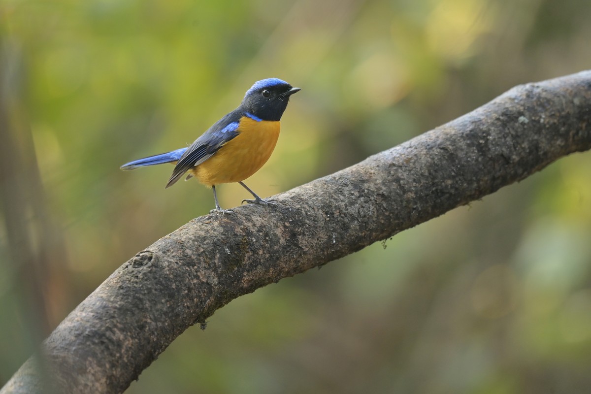 Rufous-bellied Niltava - ML641103569