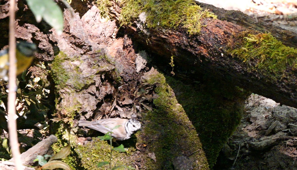 Mésange huppée - ML641103570
