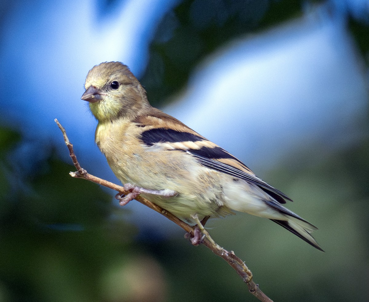 American Goldfinch - ML641103579