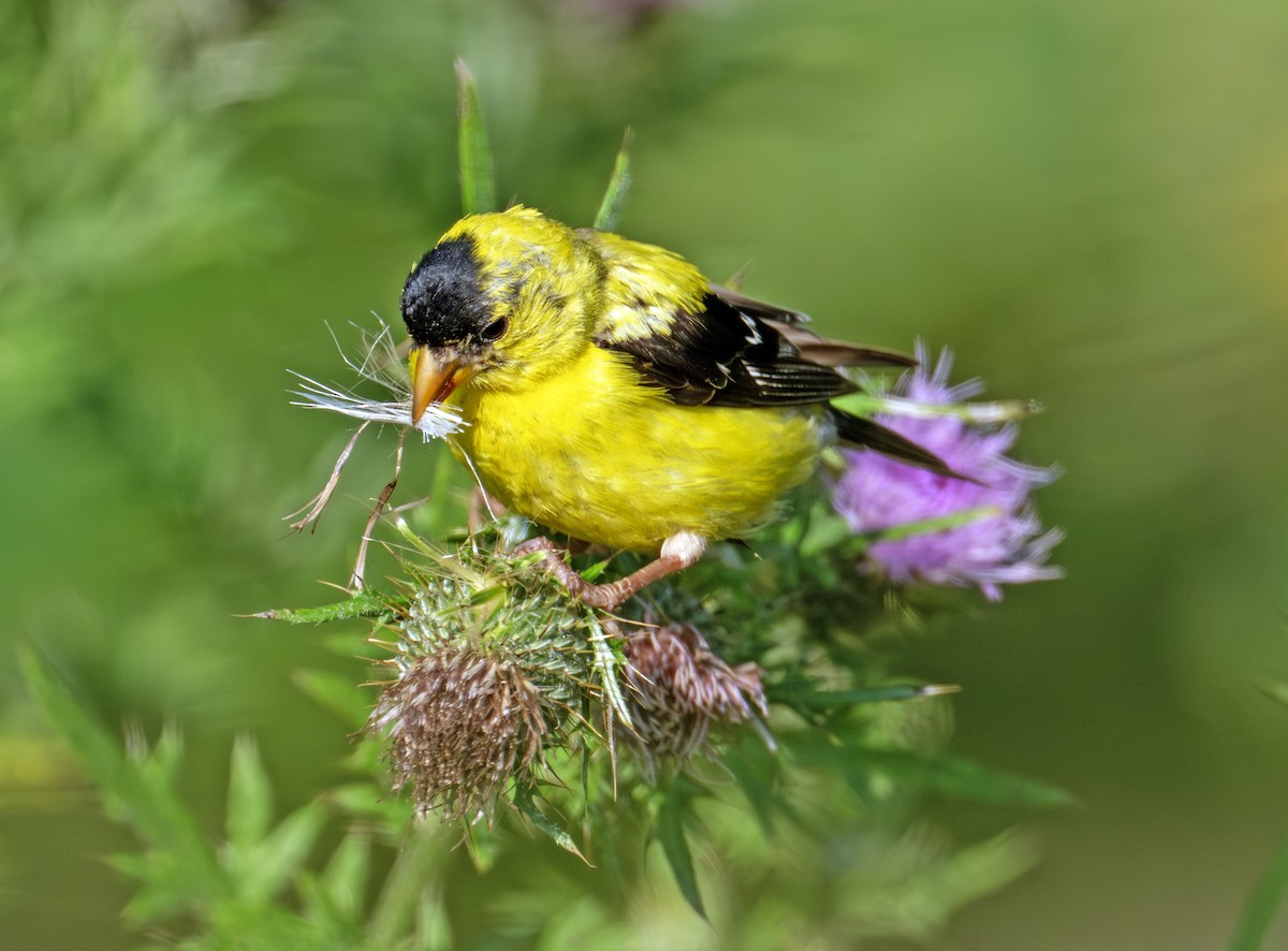 American Goldfinch - ML641103581